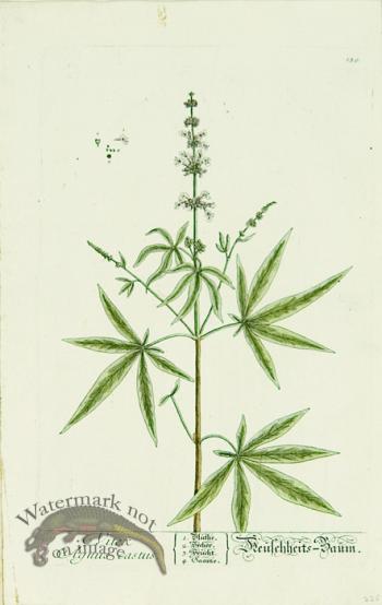 Blackwell German 092